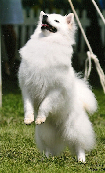 American Eskimo Dog